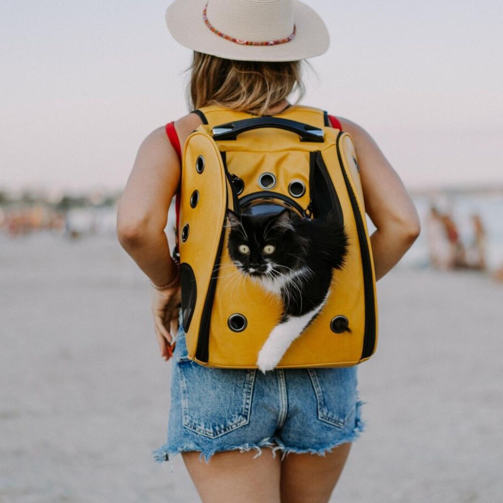 Pet Carriers / Crates