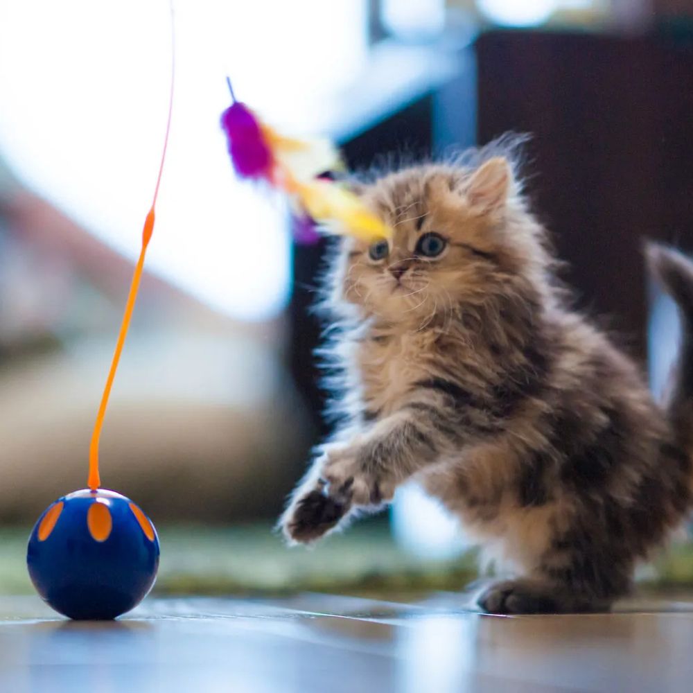 Kitten playing with a colorful toy on a wooden floor.