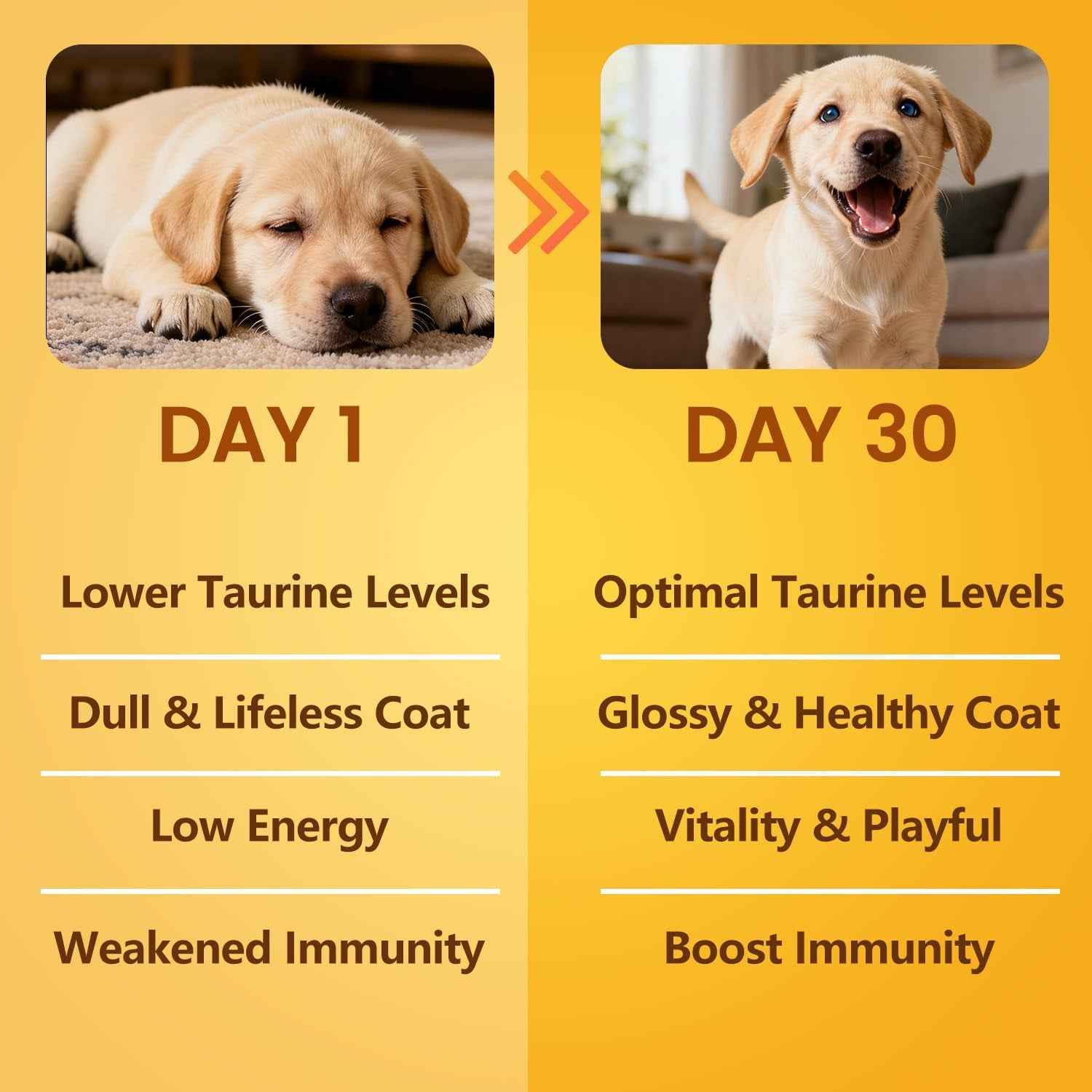 Taurine Powder for Dogs 500mg Pure Supplement Heart Immune Coat 200g