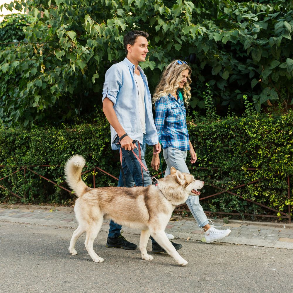 A man and a woman walking a husky dog on a paved path outdoors, with green hedges and foliage in the background.