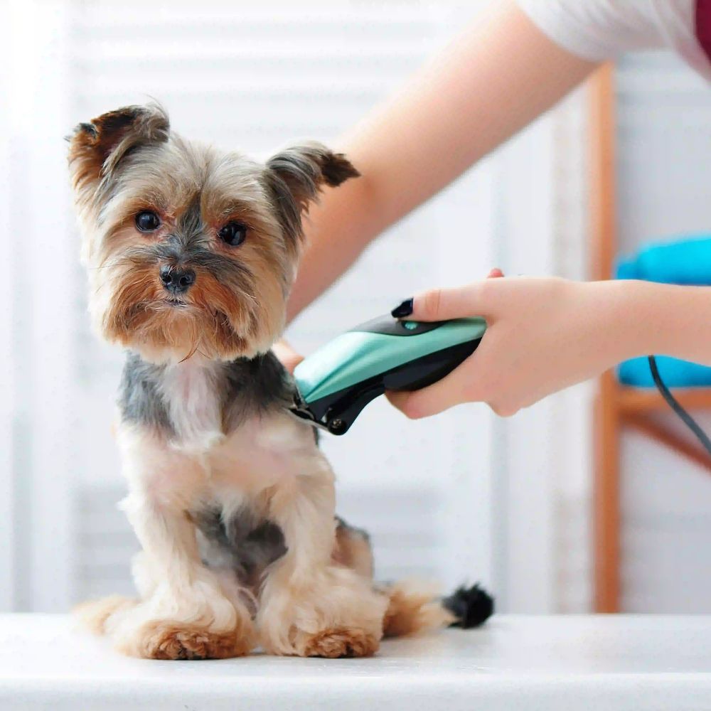 A small Yorkshire Terrier sits on a white grooming table while a person uses a mint green and black electric clipper to trim its fur. The background is a softly blurred indoor setting with bright, natural light.