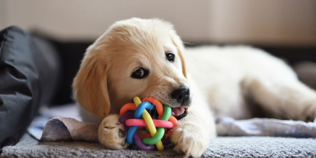 Dog playing with a colorful rope toy on a blanket